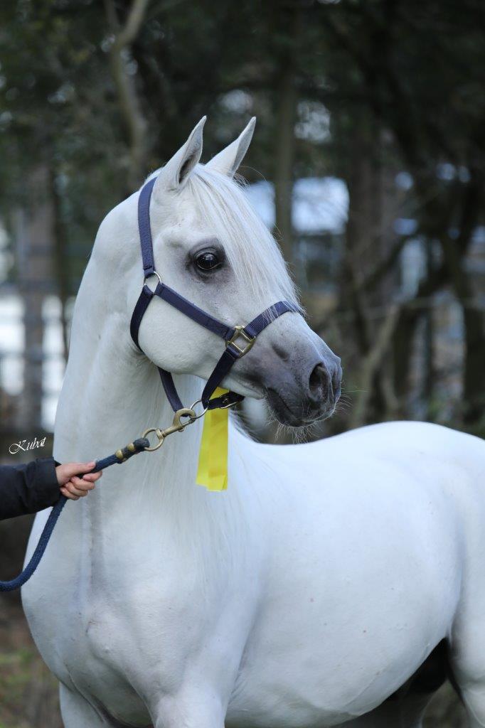 Kauber Platte KP Noury