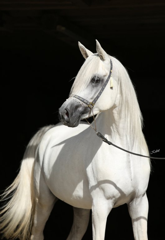 Kauber Platte KP Noury